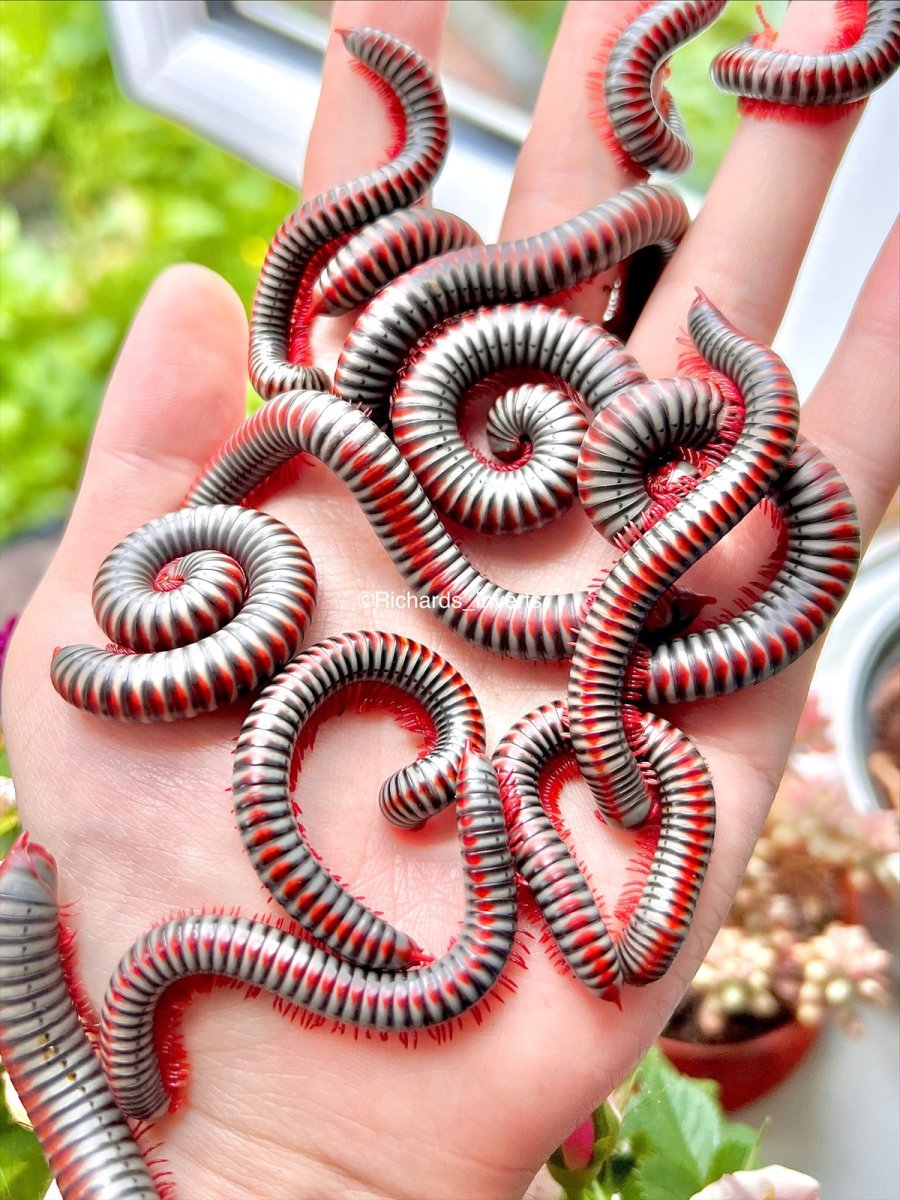 Atopochetus dollfusii For Sale | Richard's Inverts