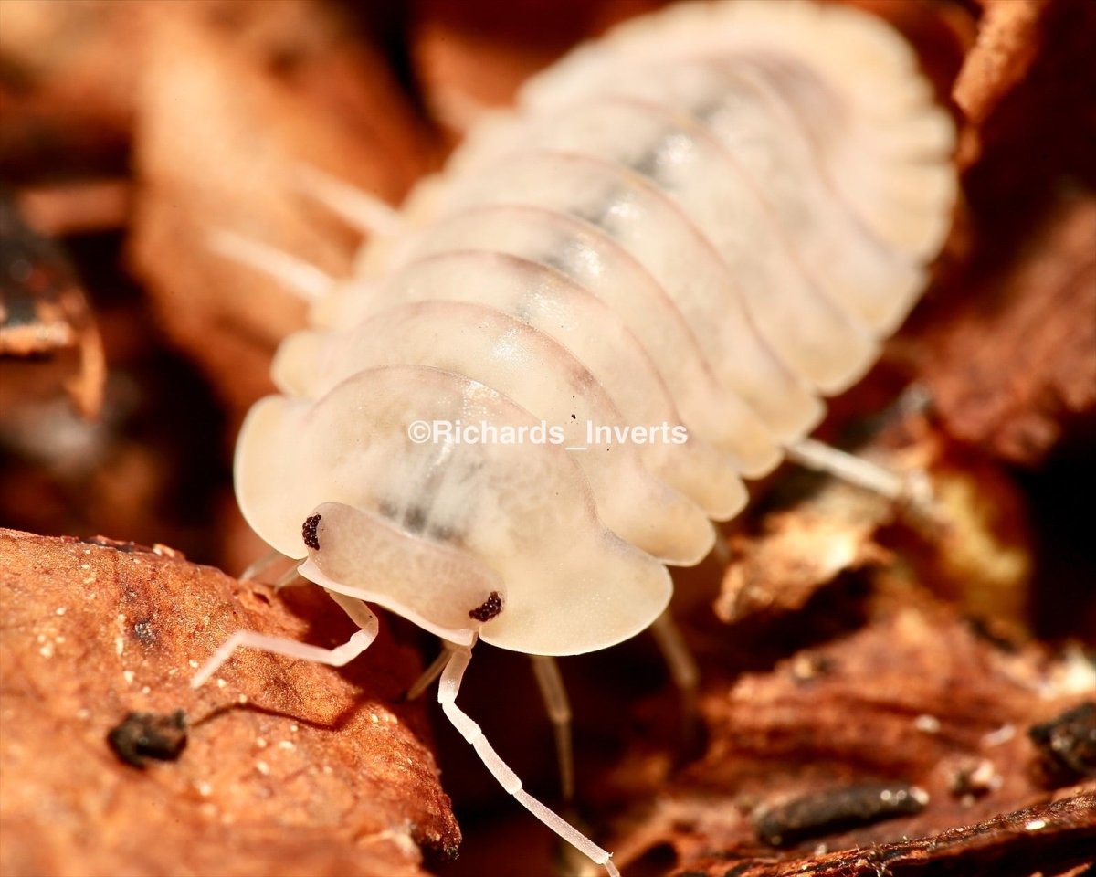 ⨂ Red Edge Isopod "Blonde", (Cubaris sp. "Red Edge, Blonde") - Richard’s Inverts