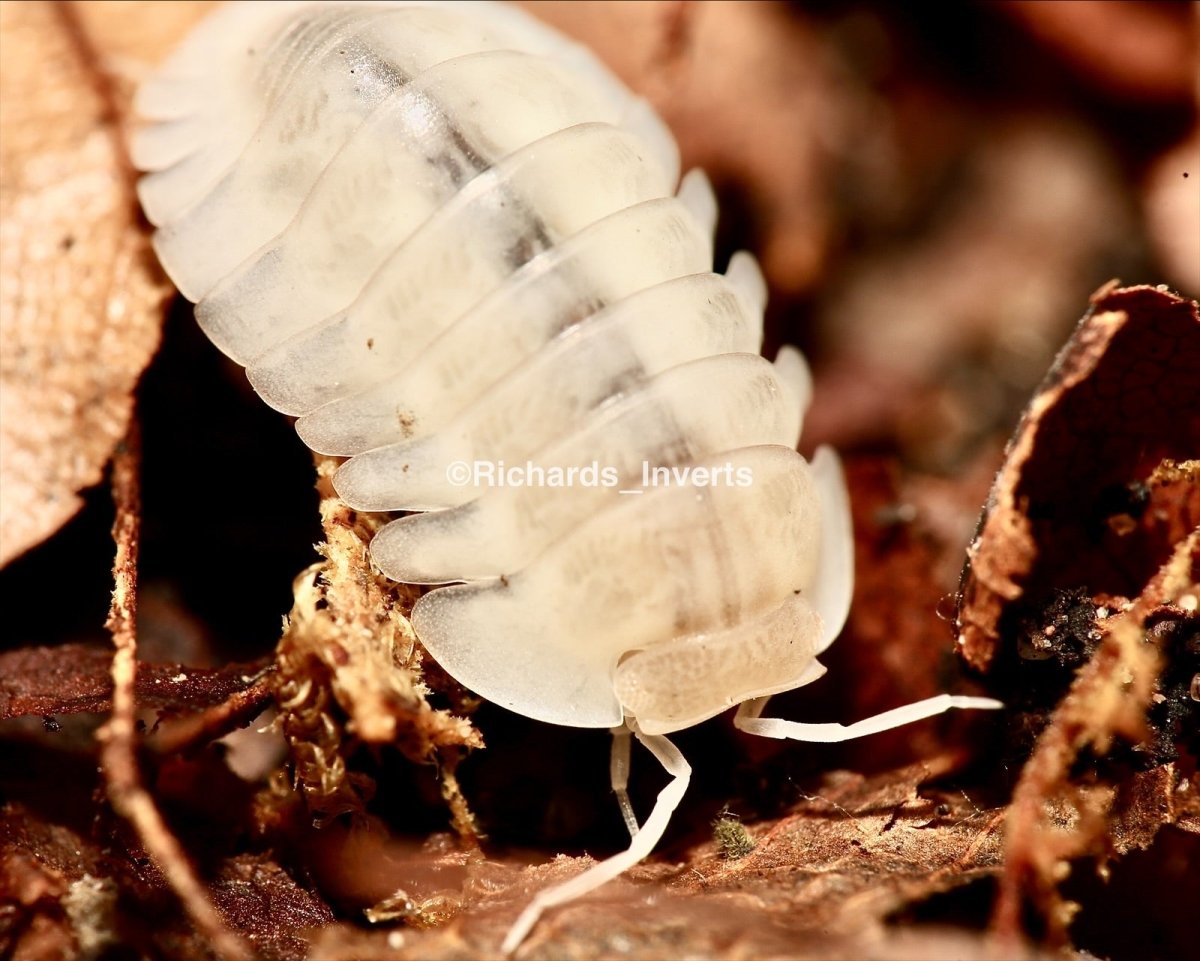 Red Edge Isopod "Yeti", (Cubaris sp. "Red Edge, Yeti") - Richard’s Inverts