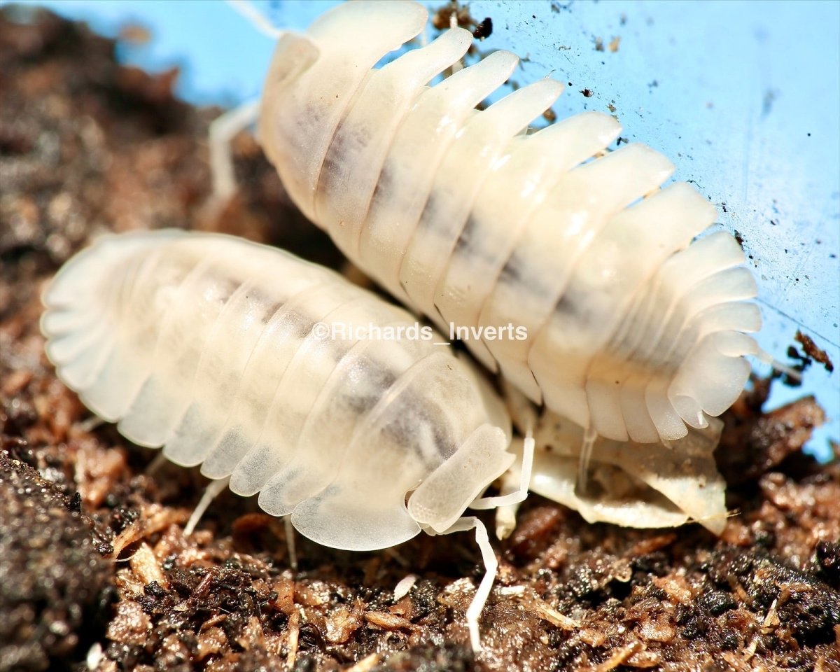 Red Edge Isopod "Yeti", (Cubaris sp. "Red Edge, Yeti") - Richard’s Inverts