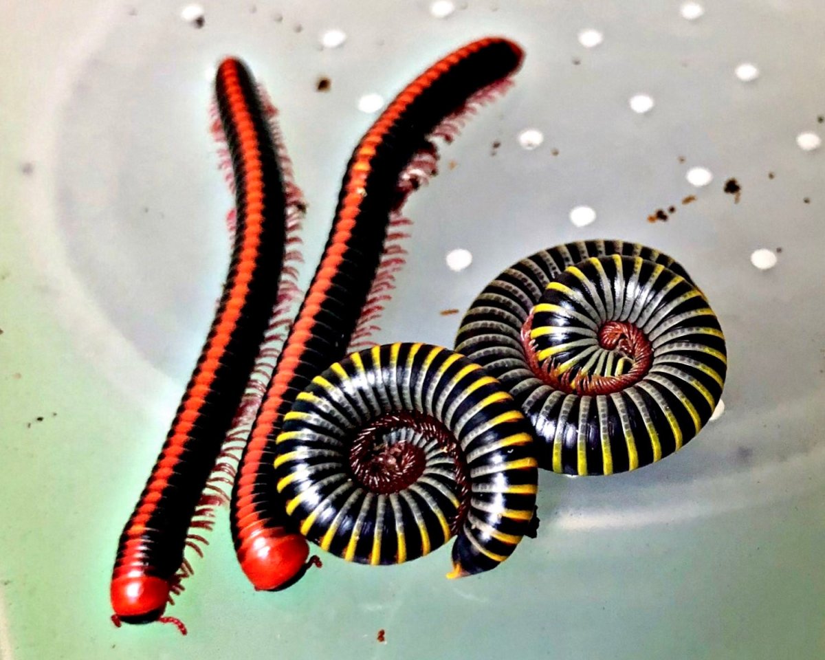 Red Spined Millipede, (Xenobolus carnifex) - Richard’s Inverts