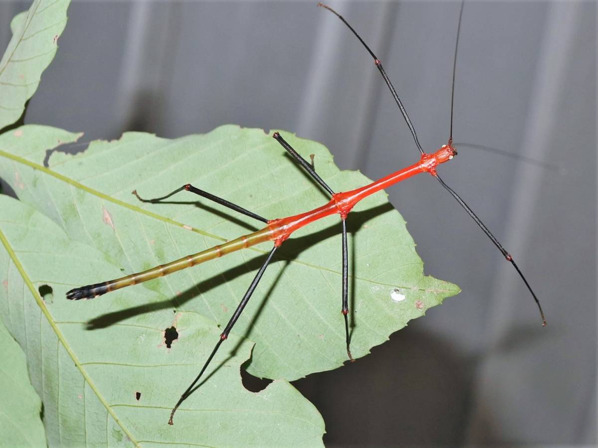 ⨂ Red Stick Insect, (Lonchodiodes sp. "Ilocos") - Richard’s Inverts