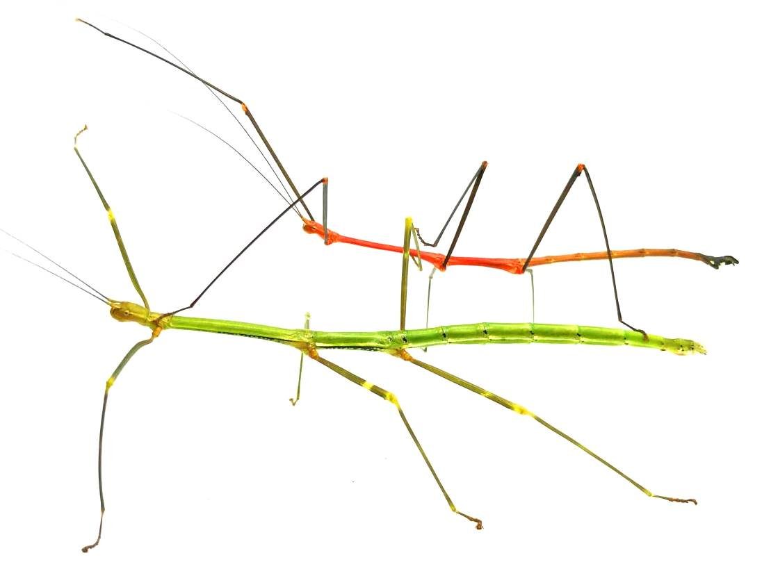 ⨂ Red Stick Insect, (Lonchodiodes sp. "Ilocos") - Richard’s Inverts