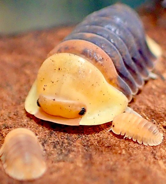 Rubber Ducky Isopod, (Cubaris sp. "Rubber Ducky") - Richard’s Inverts