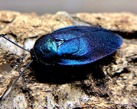 Sapphire Flower Roach, (Eucorydia yasumatsui) - Richard’s Inverts