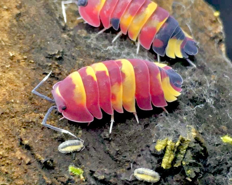 Scarlet Isopod, (Merulanella sp. "Scarlet") - Richard’s Inverts