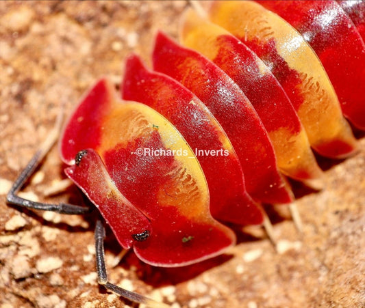 Scarlet Isopod, (Merulanella sp. "Scarlet") - Richard’s Inverts