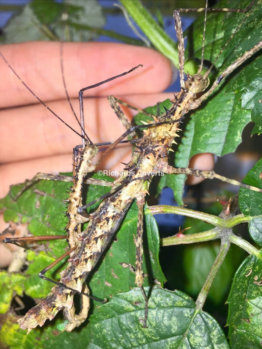⨂ Scutatus Stick Insect, (Andropromachus scutatus "Tam Dao") - Richard’s Inverts