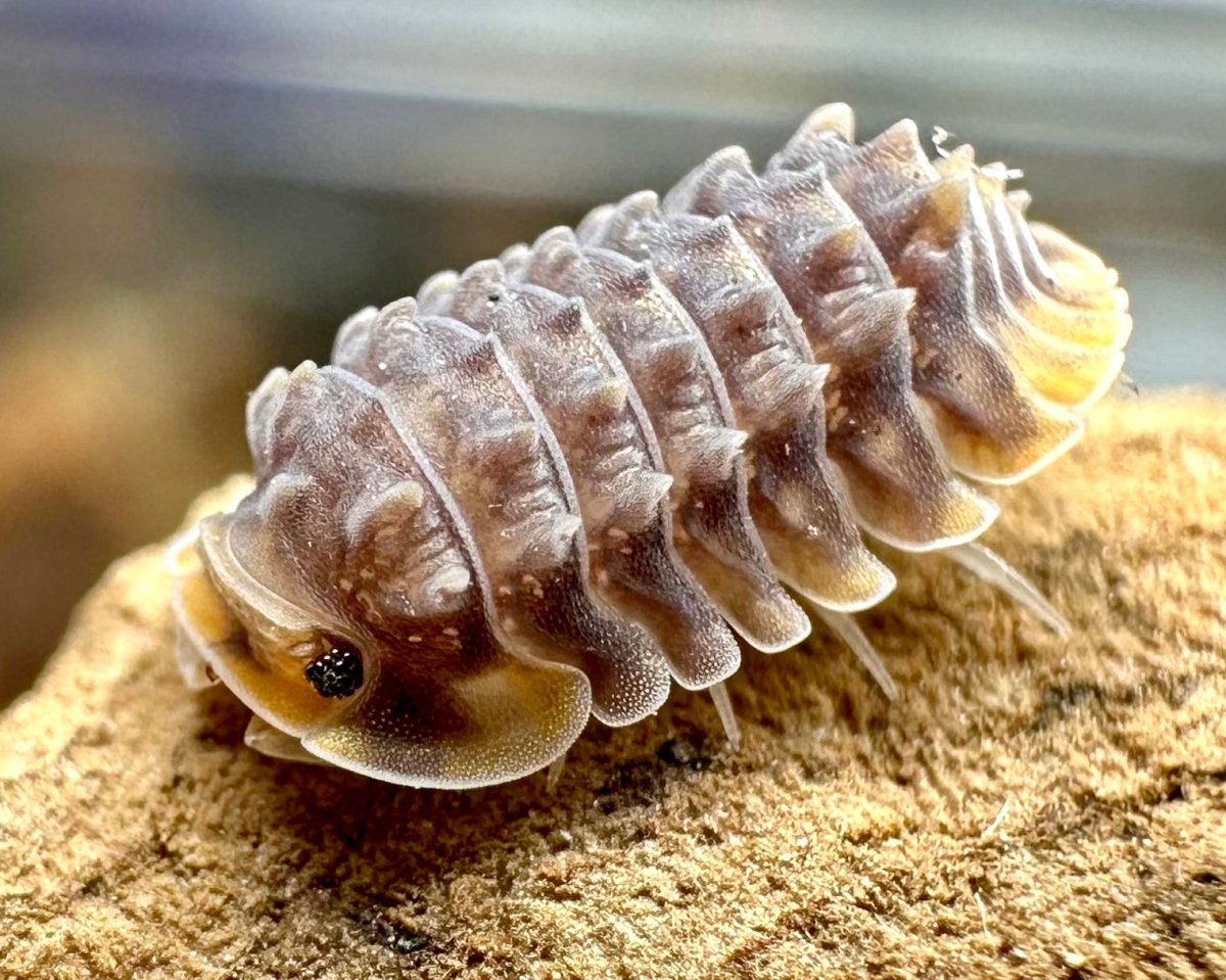 Isopods for sale - Richard's Inverts Translation missing: en.general ...