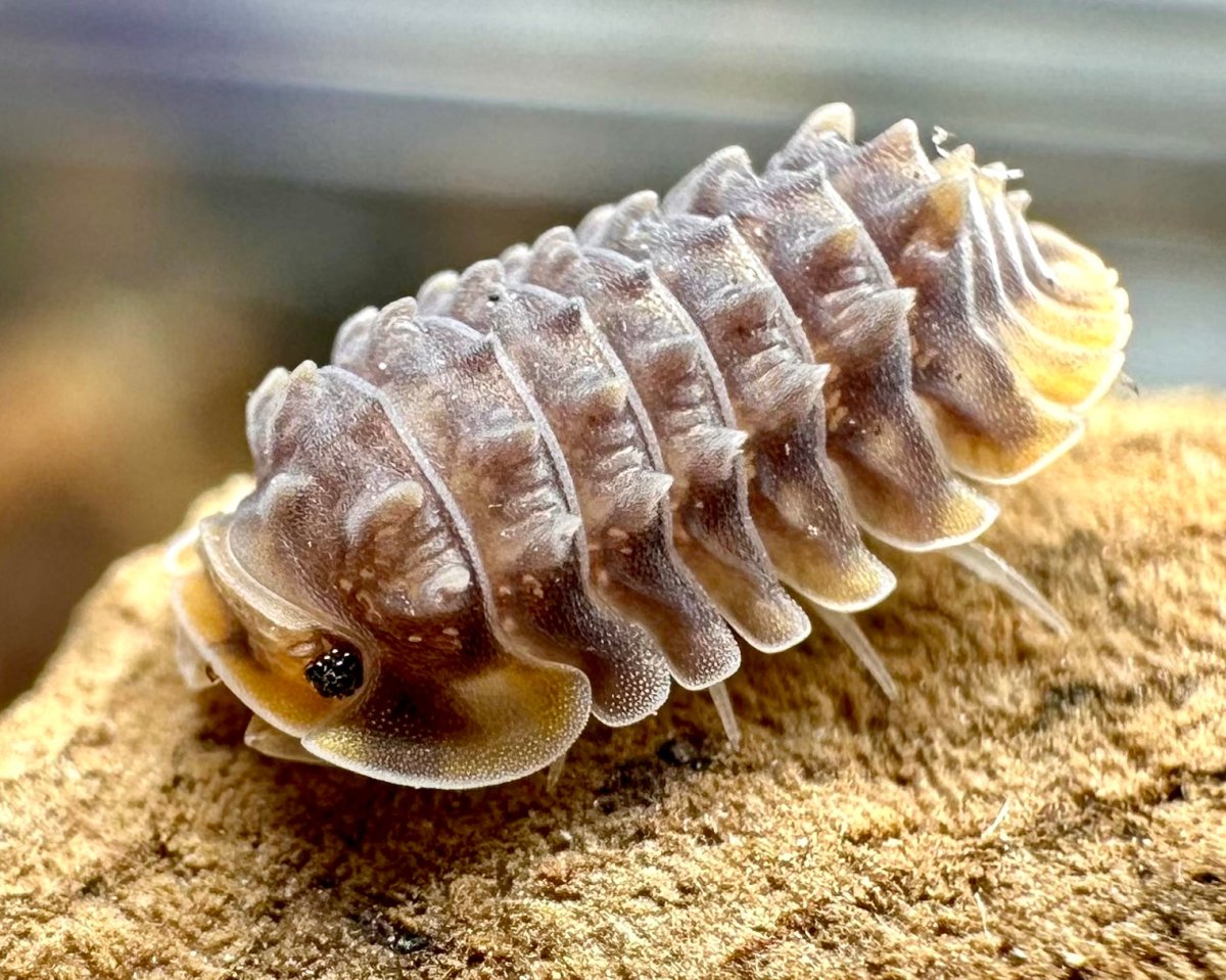 Shiny Gator Isopods for sale UK - Richard's Inverts