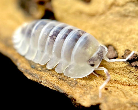 Shiro Utsuri Isopod, (Nesodillo (Cuabris) archangelii 
