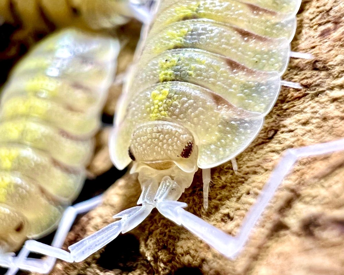 Skeleton Isopod "Lemonade" , (Porcellio bolivari "Lemonade") - Richard’s Inverts