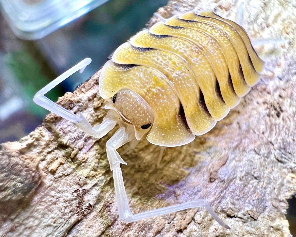 Skeleton Isopod, (Porcellio bolivari) - Richard’s Inverts