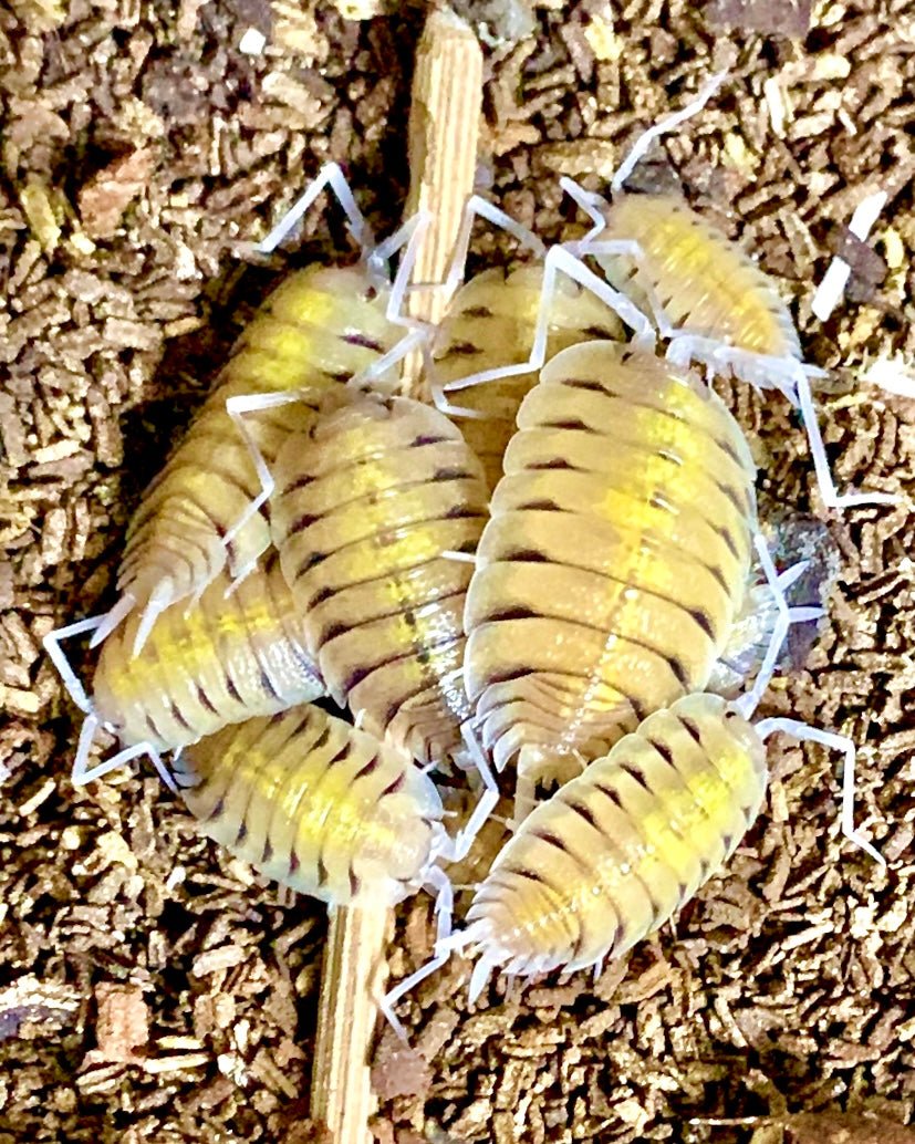 Skeleton Isopod, (Porcellio bolivari) - Richard’s Inverts