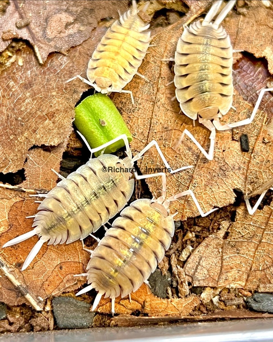 Skeleton Isopod, (Porcellio bolivari) - Richard’s Inverts