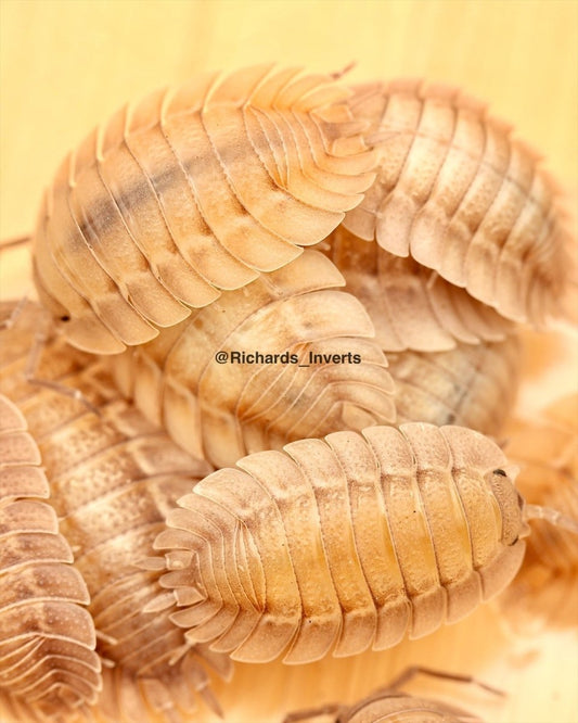 Spatulate Isopod "White", (Porcellio spatulatus) - Richard’s Inverts