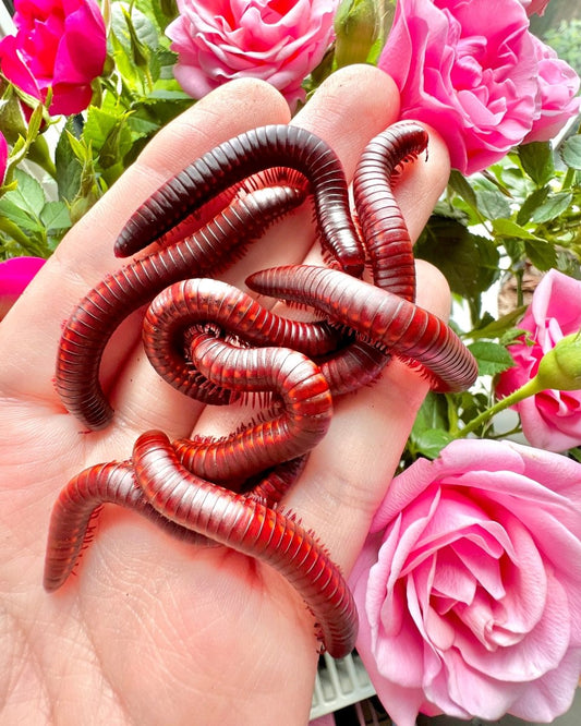 Strawberry Fire Millipede, (Centrobolus rugulosus) - Richard’s Inverts