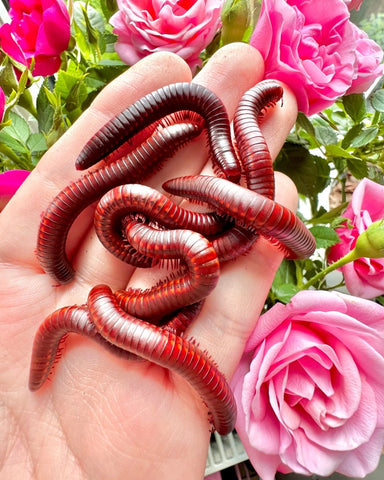 Strawberry Fire Millipede, (Centrobolus rugulosus) - Richard’s Inverts