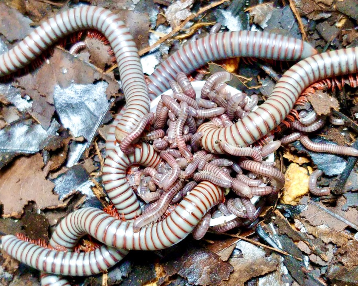 Thai Rainbow Millipede, (Spirobolus caudulanus) - Richard’s Inverts