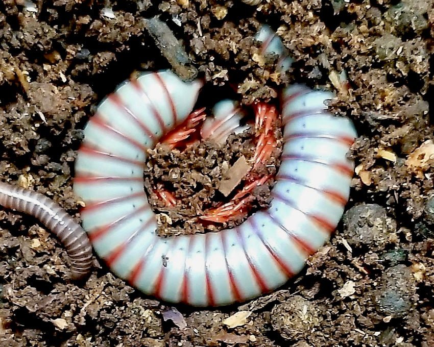 Thai Rainbow Millipede, (Spirobolus caudulanus) - Richard’s Inverts