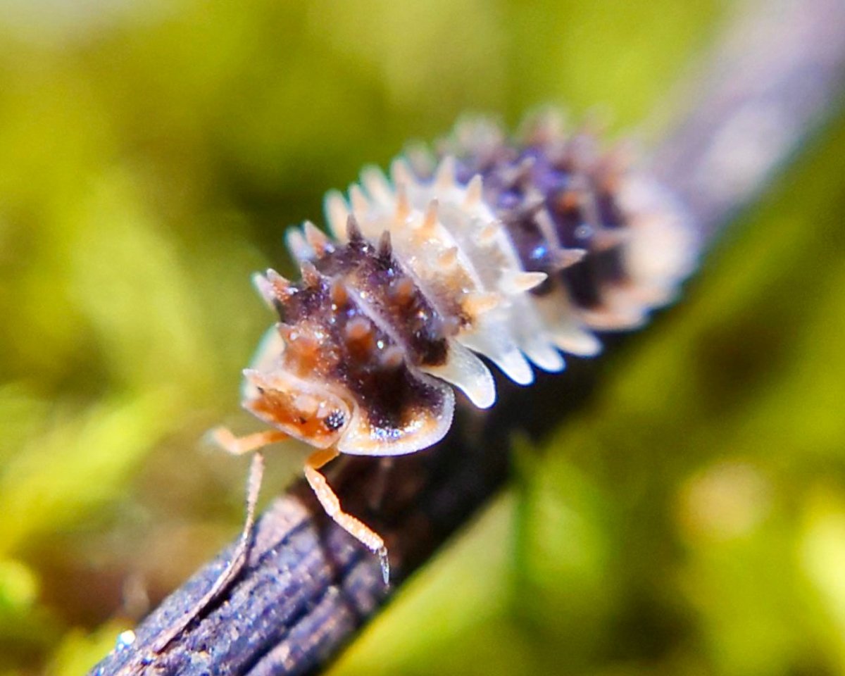 ⨂ Thai Spiky Isopod, (Isopoda sp. "Thai Spiky") - Richard’s Inverts