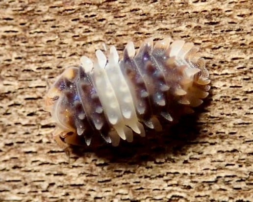 ⨂ Thai Spiky Isopod, (Isopoda sp. "Thai Spiky") - Richard’s Inverts