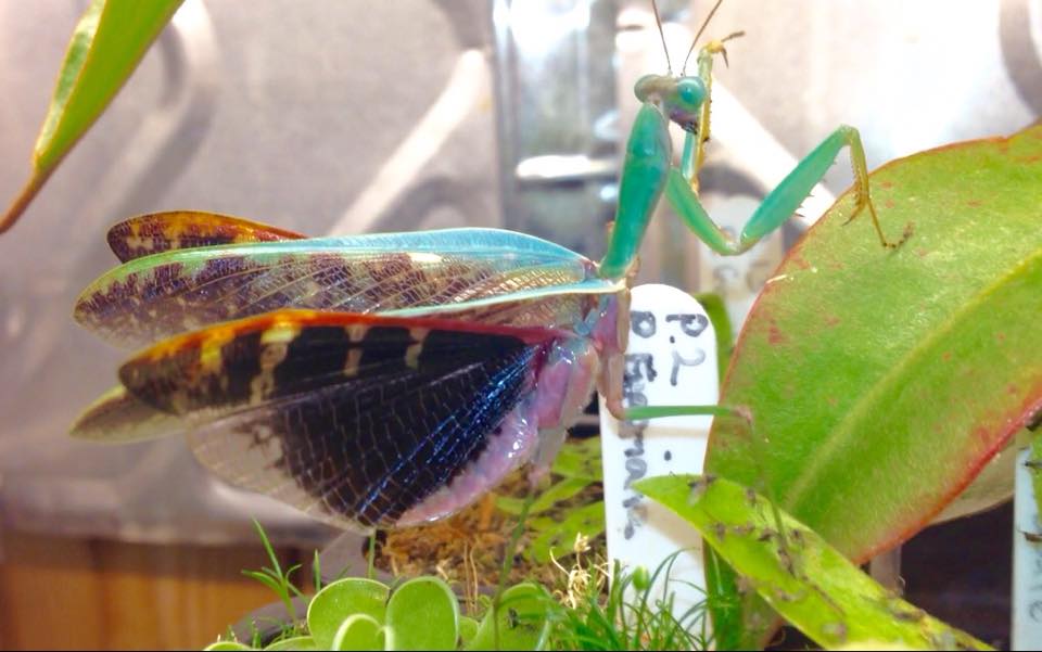 Togo Mantis, (Prohierodula ornatipennis) - Richard’s Inverts