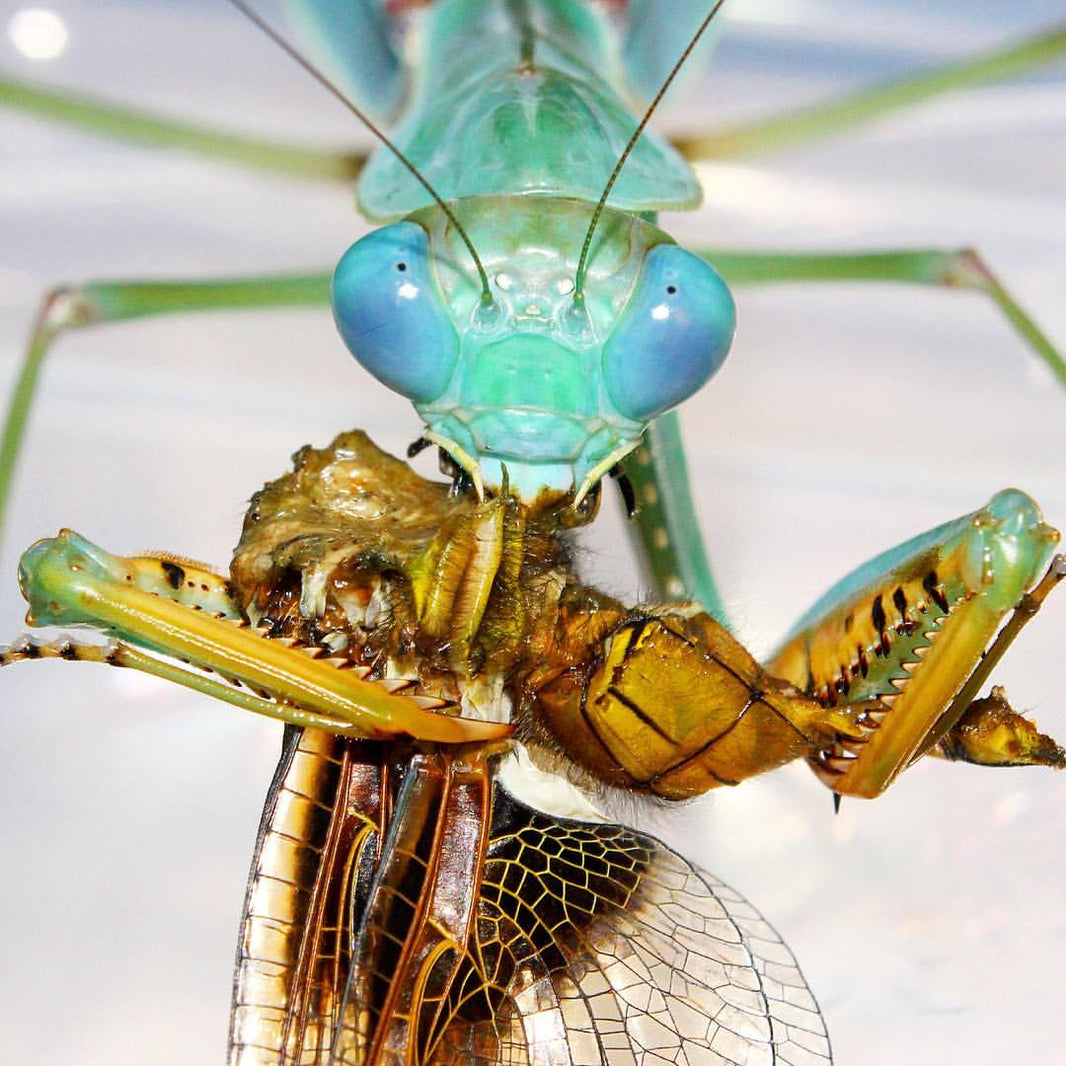 Praying Mantis For Sale UK | Richard's Inverts