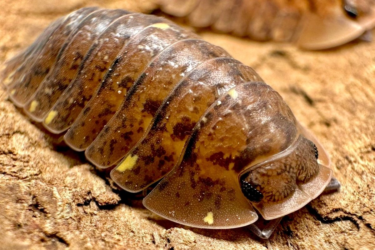 Translucid Isopod, (Merulana translucida) - Richard’s Inverts