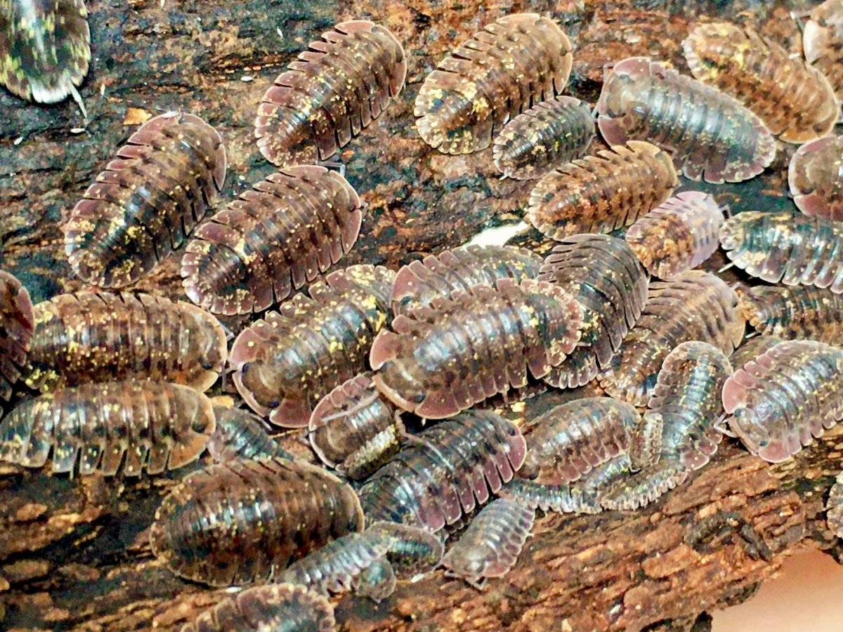 Translucid Isopod, (Merulana translucida) - Richard’s Inverts