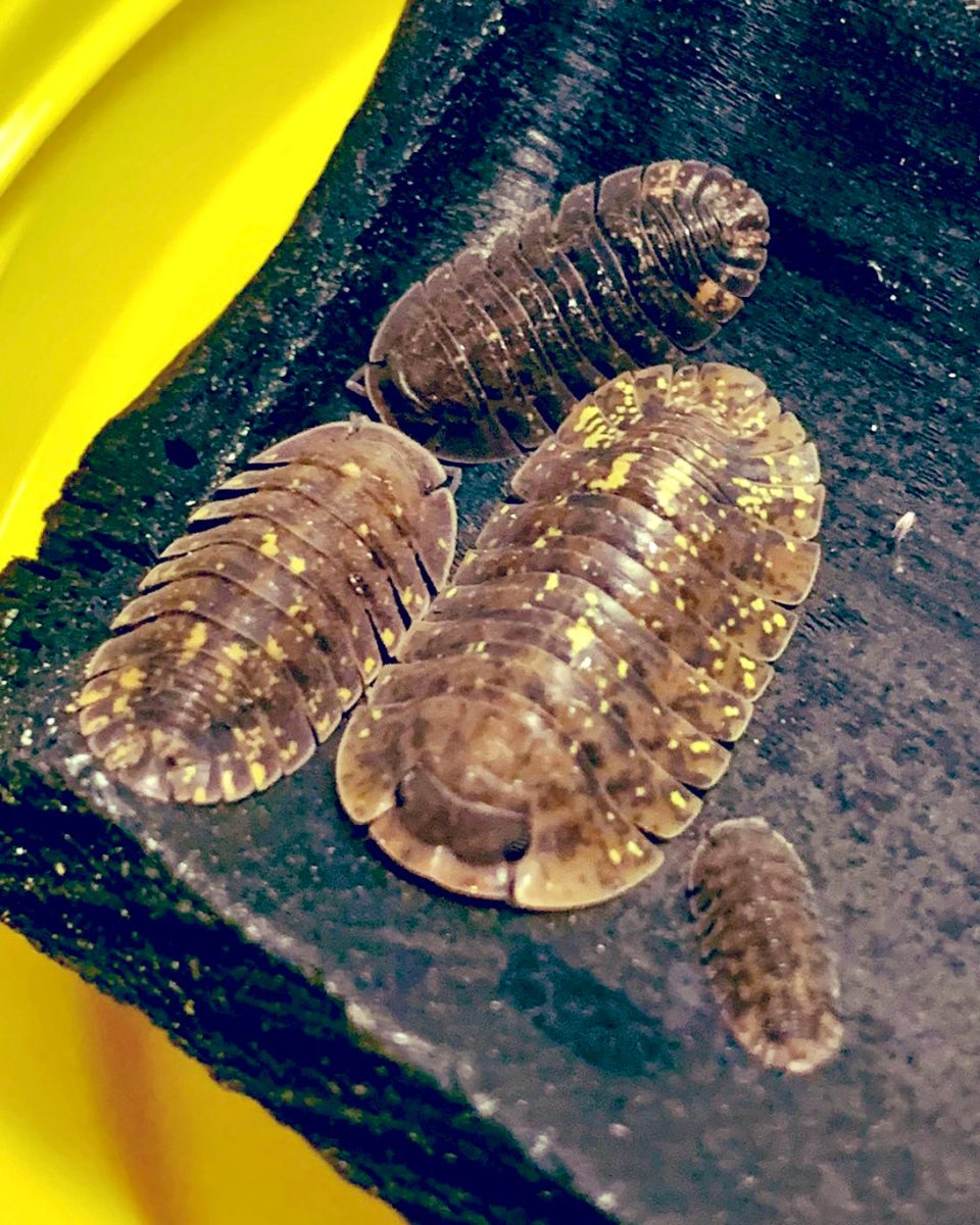 Translucid Isopod, (Merulana translucida) - Richard’s Inverts