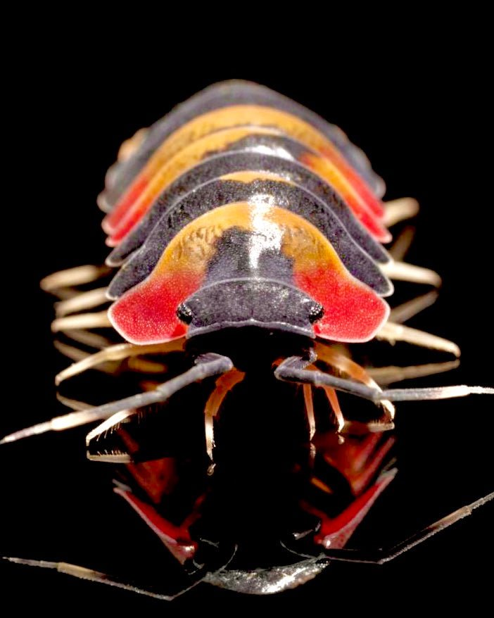 Tricolor Isopod, (Merulanella sp. "Tricolor") - Richard’s Inverts