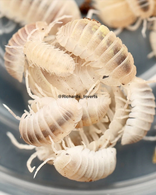 White Pearl Isopod, (Armadillidium granulatum) - Richard’s Inverts