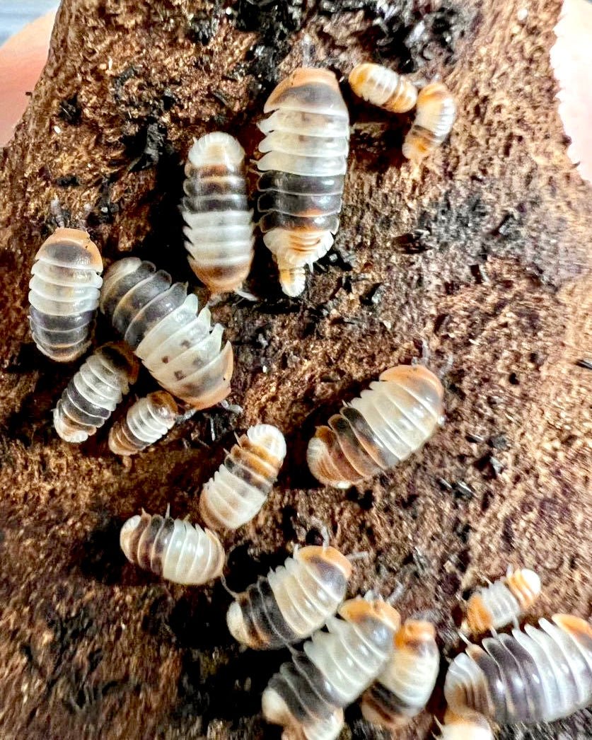 Cubaris Isopods - Richard’s Inverts