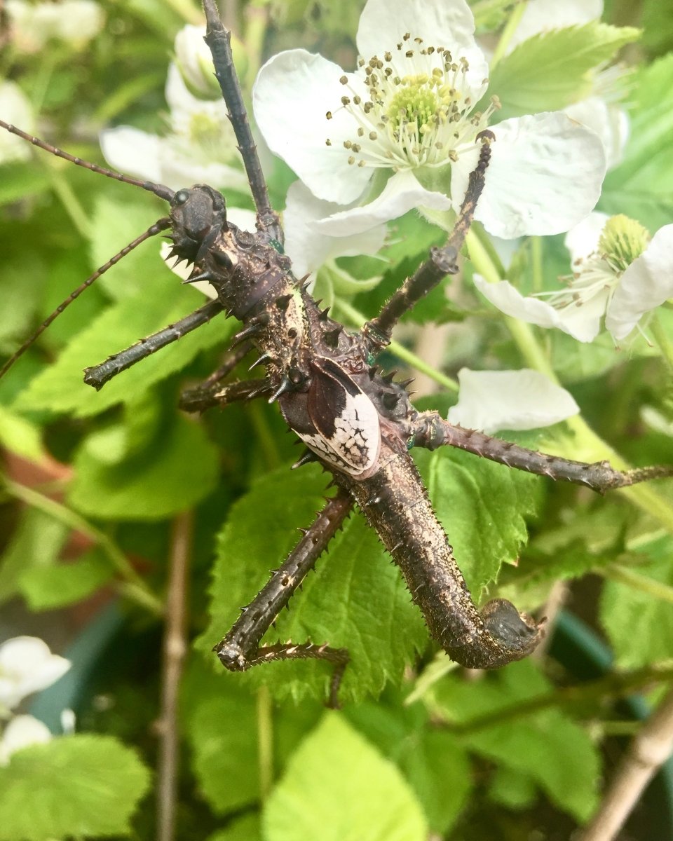 Wood Nymph Stick Insect, (Haaniella dehaanii) - Richard’s Inverts