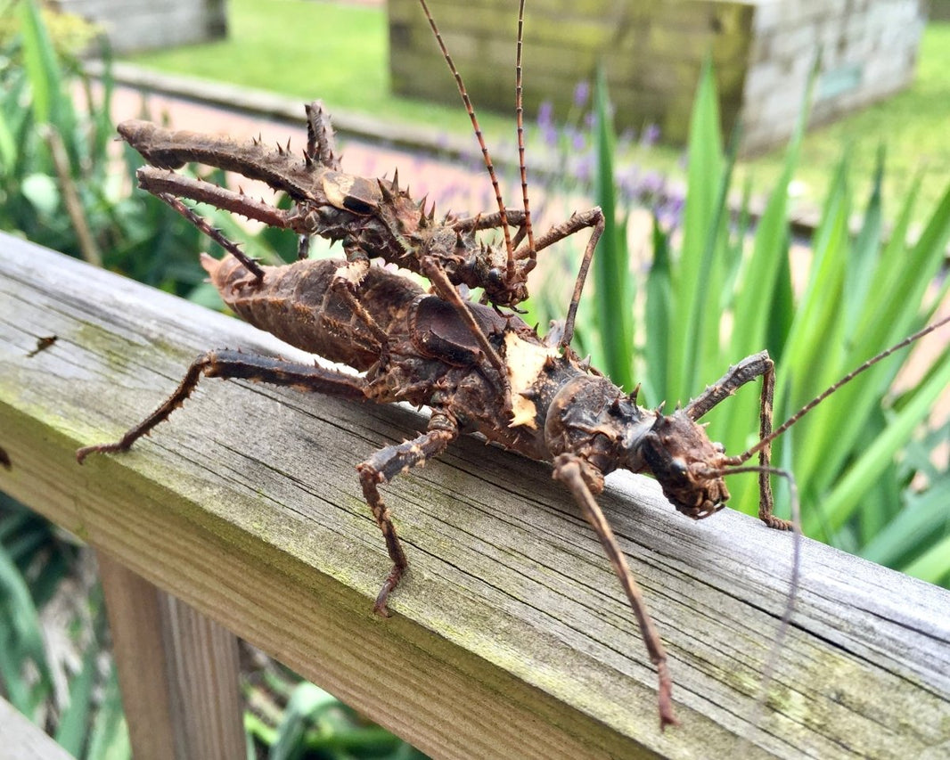 Stick & Leaf Insects For Sale UK | Richard's Inverts Translation ...