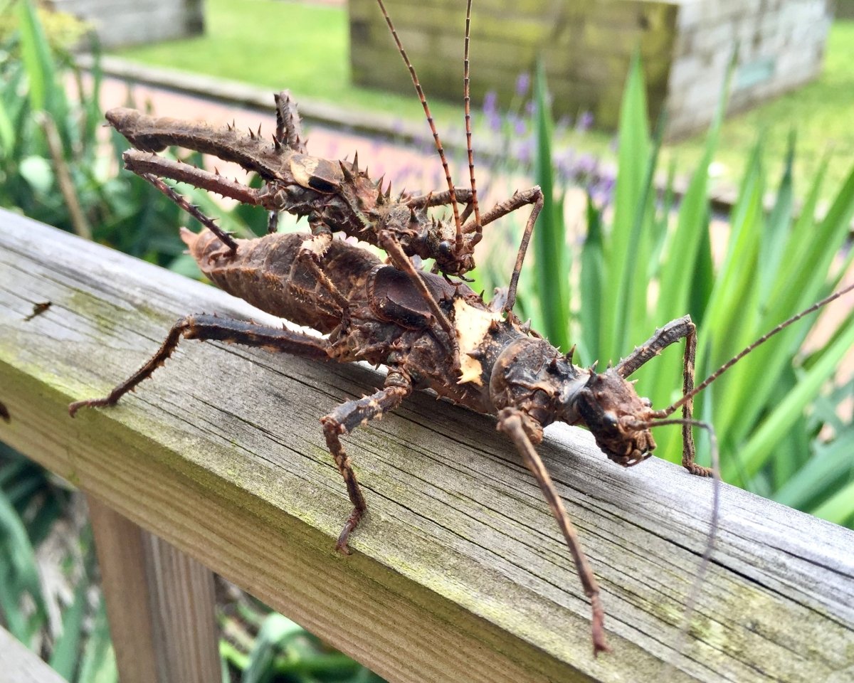 Wood Nymph Stick Insect, (Haaniella dehaanii) - Richard’s Inverts