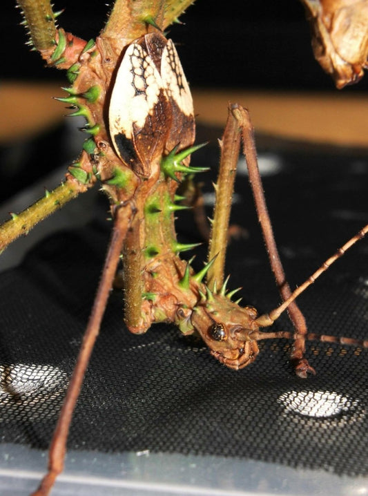 Wood Nymph Stick Insect, (Haaniella grayii) - Richard’s Inverts