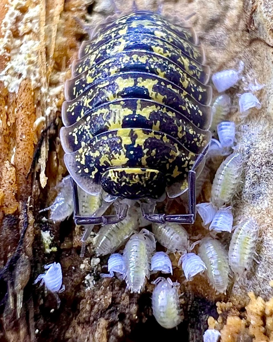 Yellow Edge Isopod "Crete", (Porcellio flavomarginatus) - Richard’s Inverts