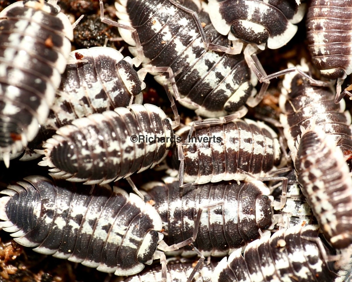 Yellow Edge Isopod, (Porcellio flavomarginatus) - Richard’s Inverts