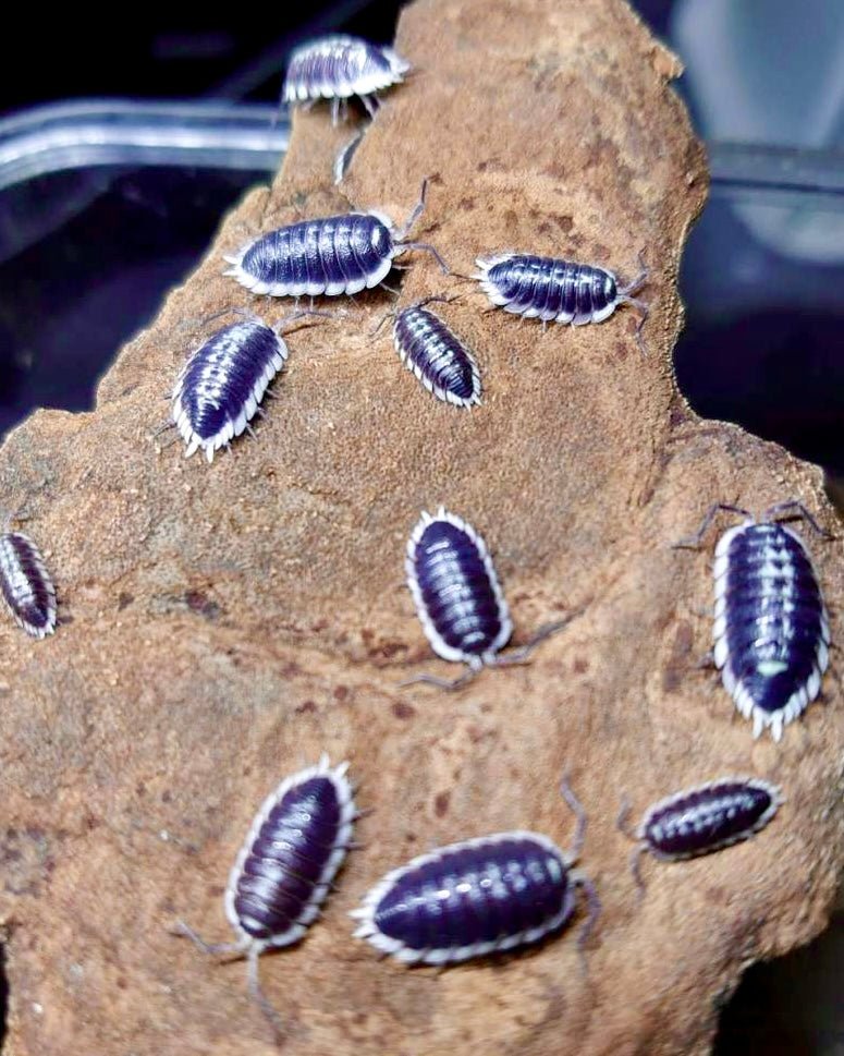 Yellow Edge Isopod, (Porcellio flavomarginatus) - Richard’s Inverts