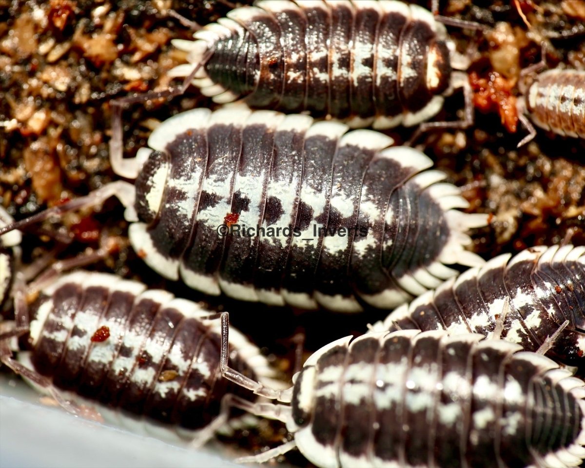 Yellow Edge Isopod, (Porcellio flavomarginatus) - Richard’s Inverts