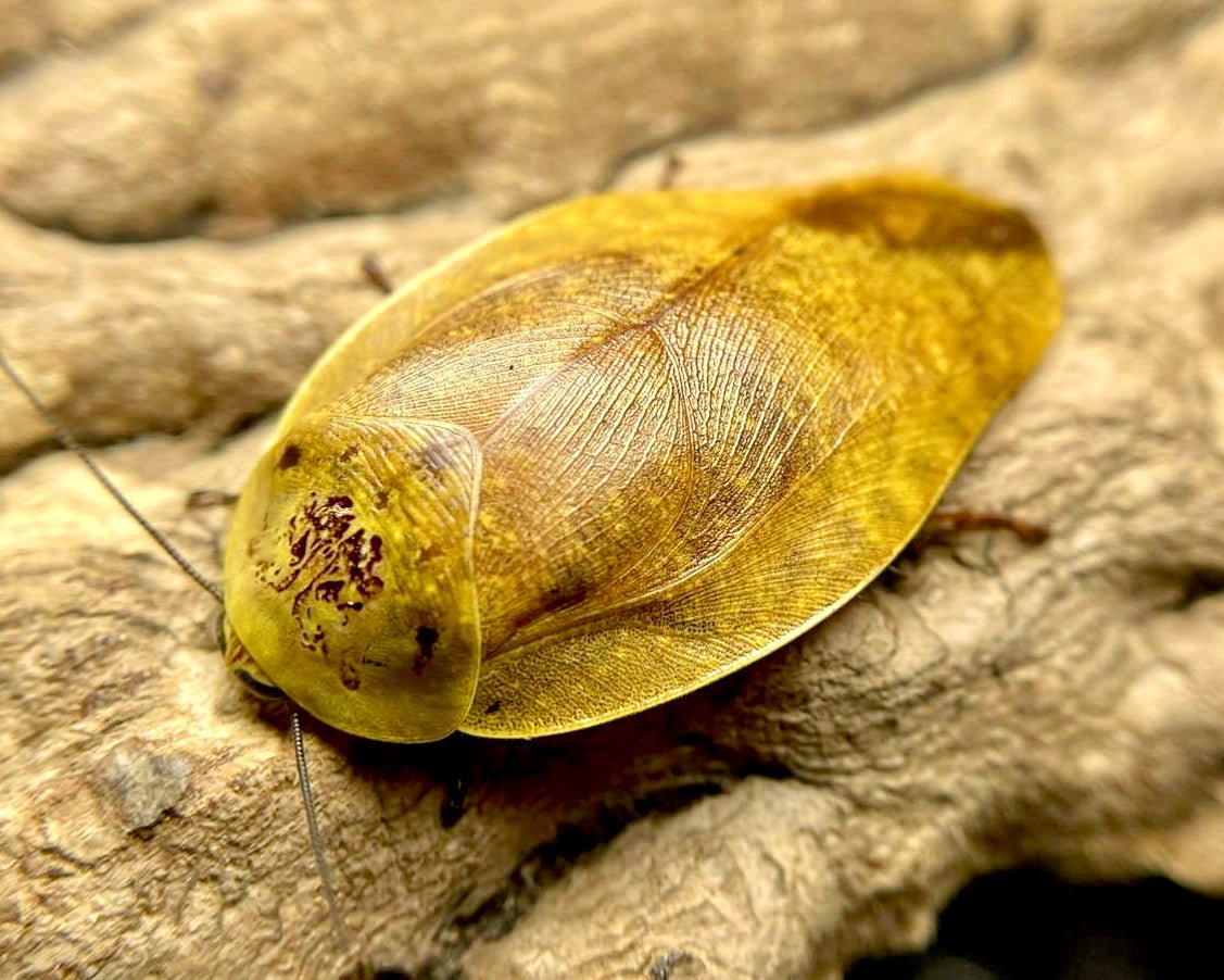 Yellow Porcelain Roach, (Gyna lurida) - Richard’s Inverts