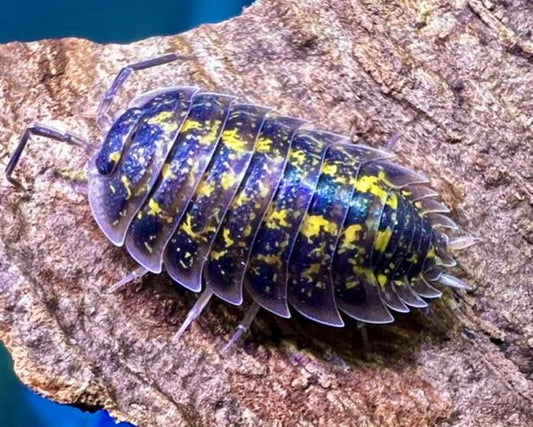 Yellow Skirt Isopod "Crete", (Porcellio flavomarginatus) - Richard’s Inverts