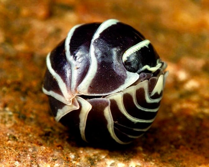 Zebra Isopod, (Armadillidium maculatum) - Richard’s Inverts