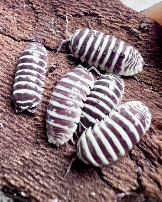 Zebra Isopod "Chocolate", (Armadillidium maculatum) - Richard’s Inverts