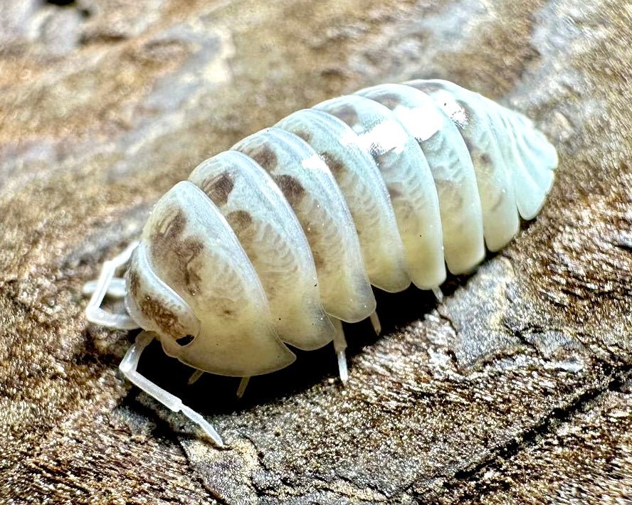 Zebra Isopod "Paradox", (Armadillidium maculatum) - Richard’s Inverts