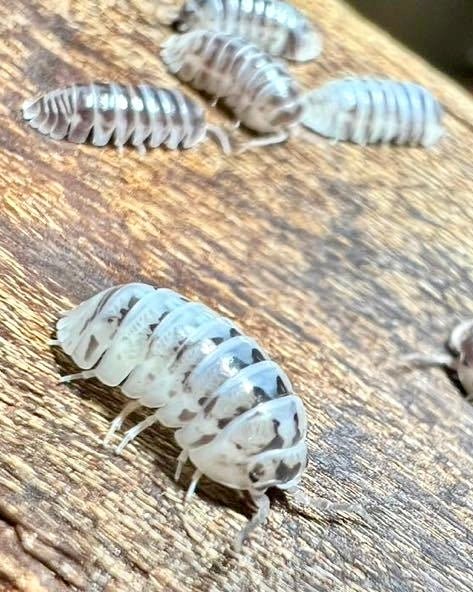 Zebra Isopod "Paradox", (Armadillidium maculatum) - Richard’s Inverts