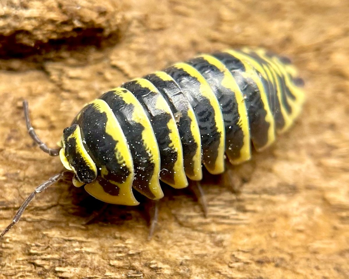 Zebra Isopods “YELLOW” For Sale | Richard’s Inverts