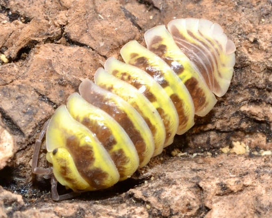 Zebra Isopod "Yellow Paradox", (Armadillidium maculatum) - Richard’s Inverts
